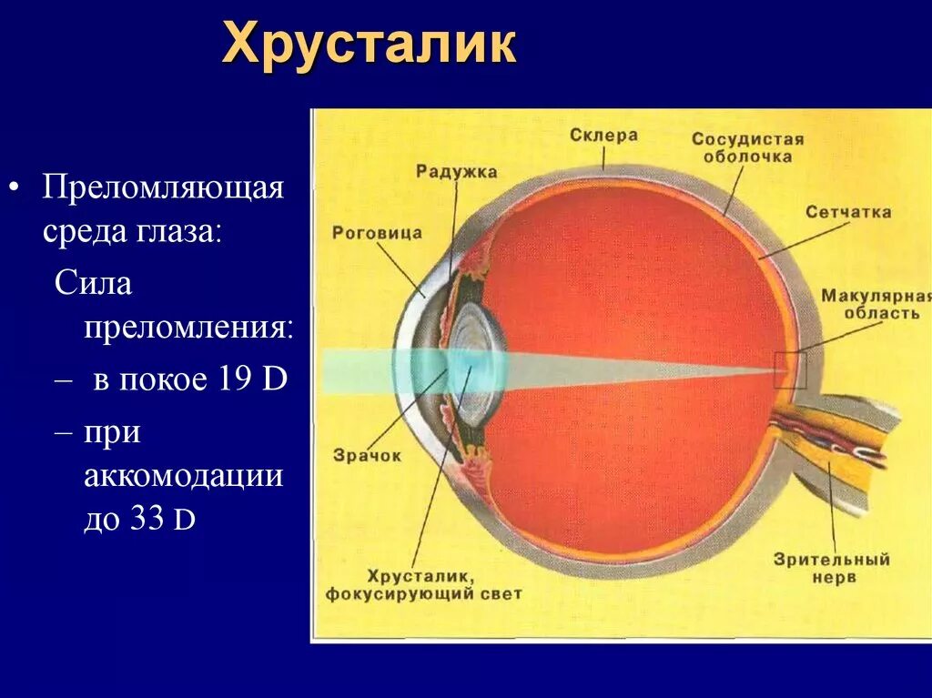 Преломляющая сила роговицы. Строение хрусталика глаза анатомия. Склера роговица хрусталик. Глазной хрусталик анатомия глаза. Место в сетчатке напротив зрачка