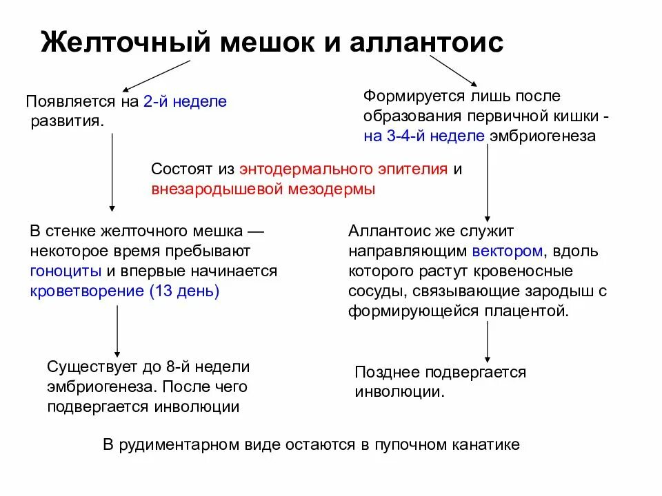 Желточный мешок увеличен. Из чего образуется желточный мешок. желчный мешок. желточный мешок образуется из. желточный мешок формирует.