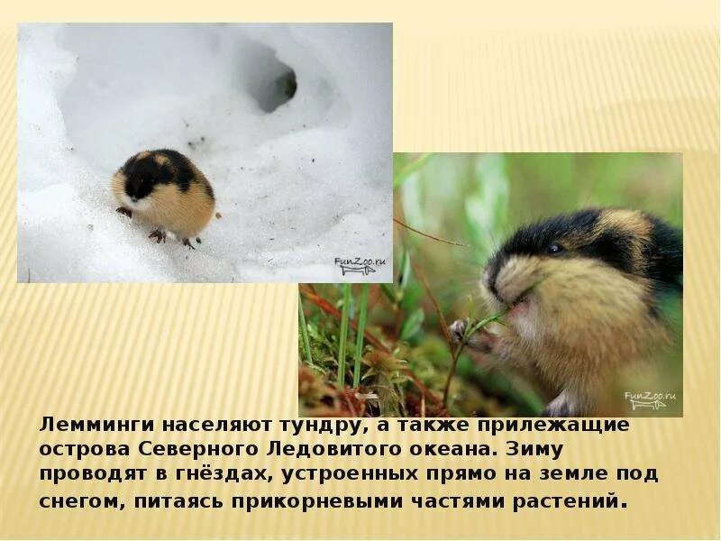 Лемминг фото и описание. Лемминг из тундры. лемминг презентация. лемминг интересные факты. факты о леммингах.