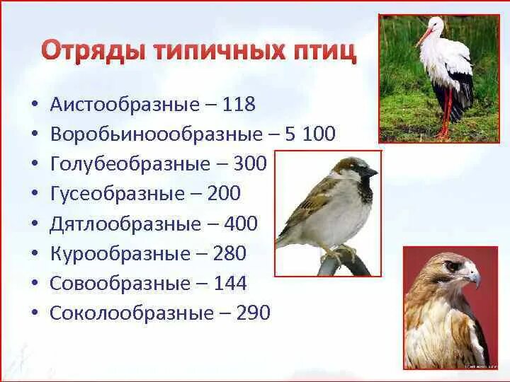 Количество видов класса птиц. Отряды типичных птиц. Надотряд типичные птицы представители. Классификация килегрудых птиц. Класс птицы систематика.