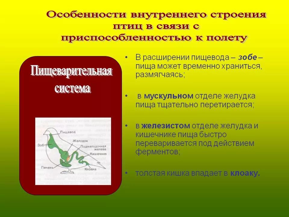 Внутреннее строение птиц в связи с полетом. Особиности строения " птиц". Особенности внутреннего строения птиц. Особенности строения у Пти. Особенности внешнего строения птиц.