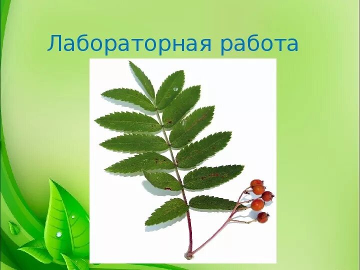 Вид листьев рябины. Листья шиповника биология. жилкование листа рябины. жилкование листа шиповника.