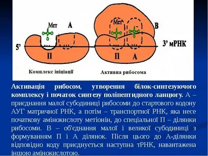 Рибосомы принимают участие