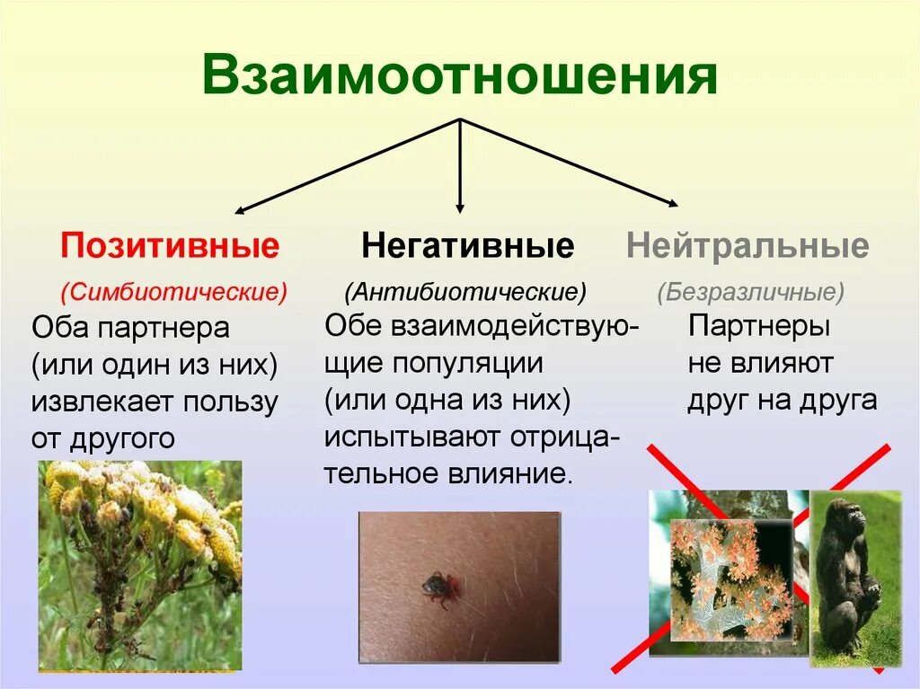 Симбиотические взаимоотношения примеры