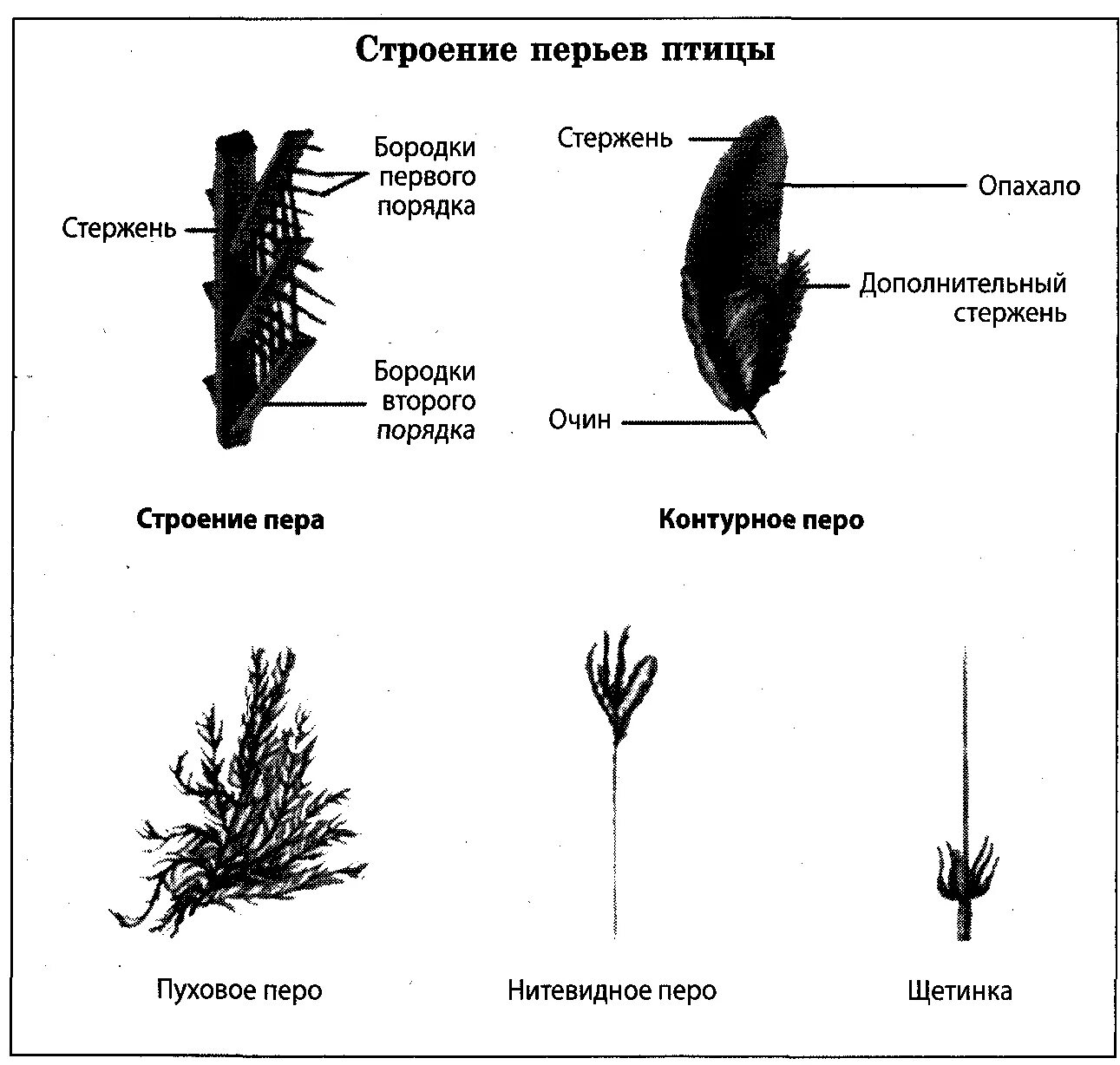 Виды перьев биология. Схема строения пера птицы. Нитевидные перья у птиц строение. Пуховое перо птицы строение. Строение пухового пера птицы.