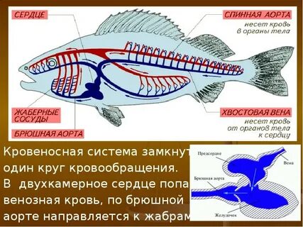 Двухкамерное сердце 1 круг кровообращения