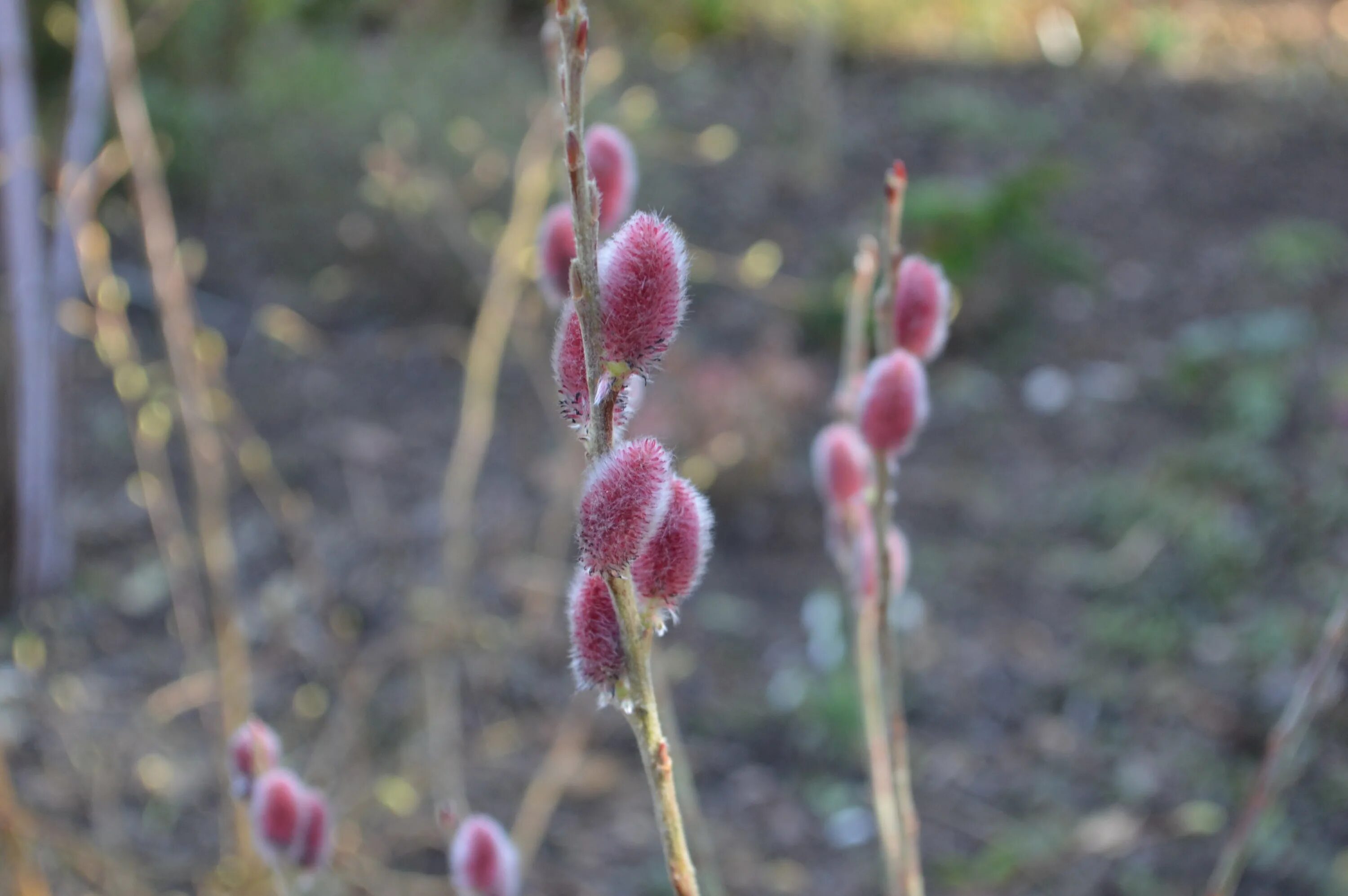 Ива тонкостолбиковая Меланостахис. Ива тонкостолбиковая/Salix gracilistyla 'melanostachys'. Ива тонкостолбиковая маунта АСО. Ива тонкостолбиковая маунт