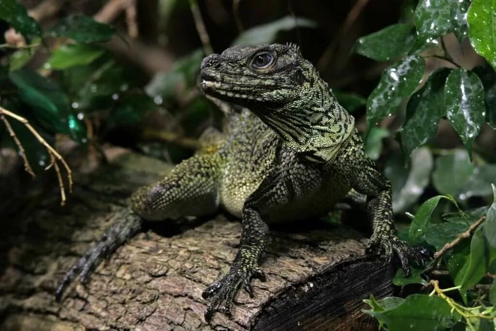 Род ящериц 5. Hydrosaurus агама. Ящерица агама парусная. Агама парусная (Hydrosaurus weberi). Агама парусная Филиппинская.