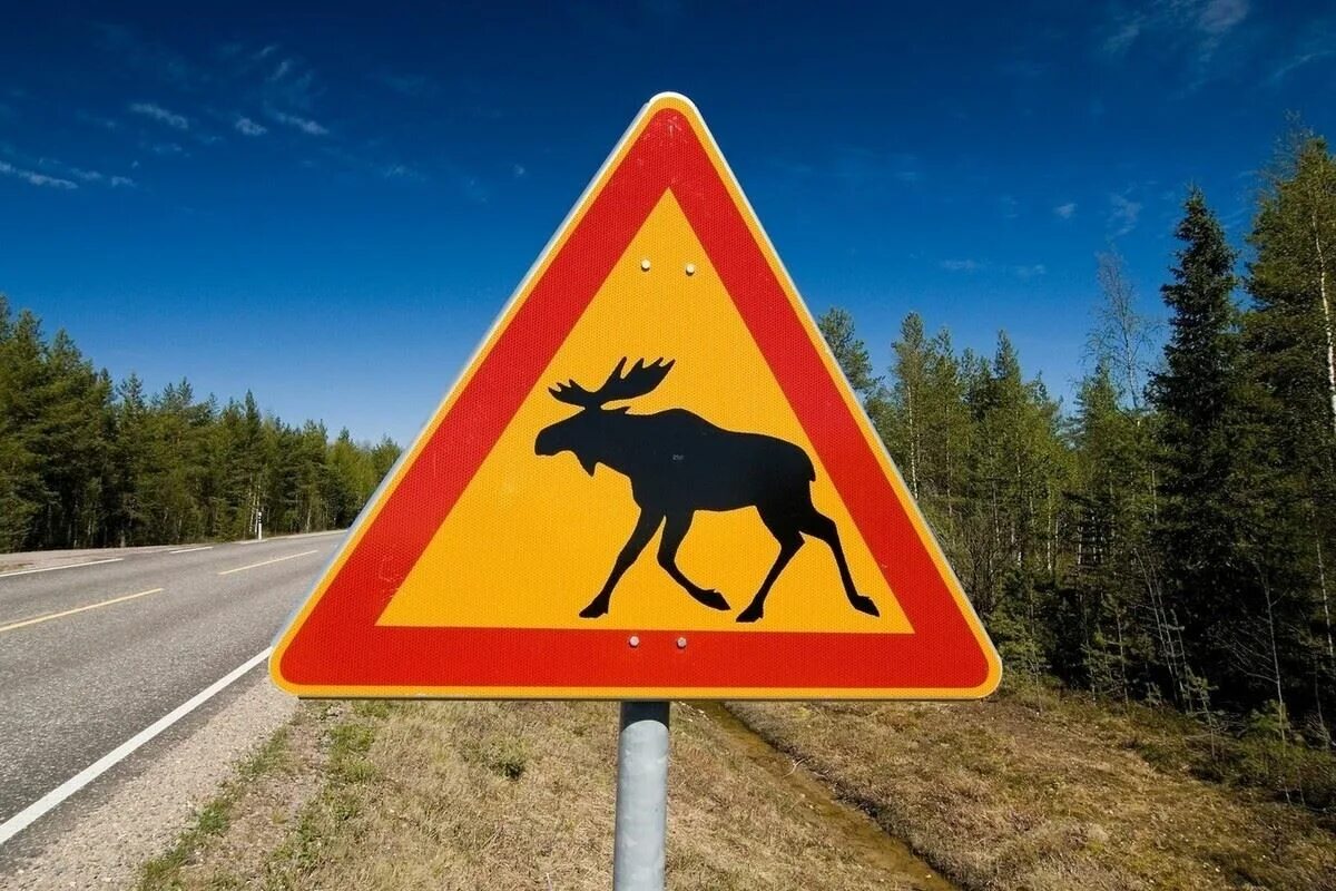 Вред лосей. Знак осторожно лоси. Дорожный знак Лось. Знак Дикие животные. Знак животные на дороге.