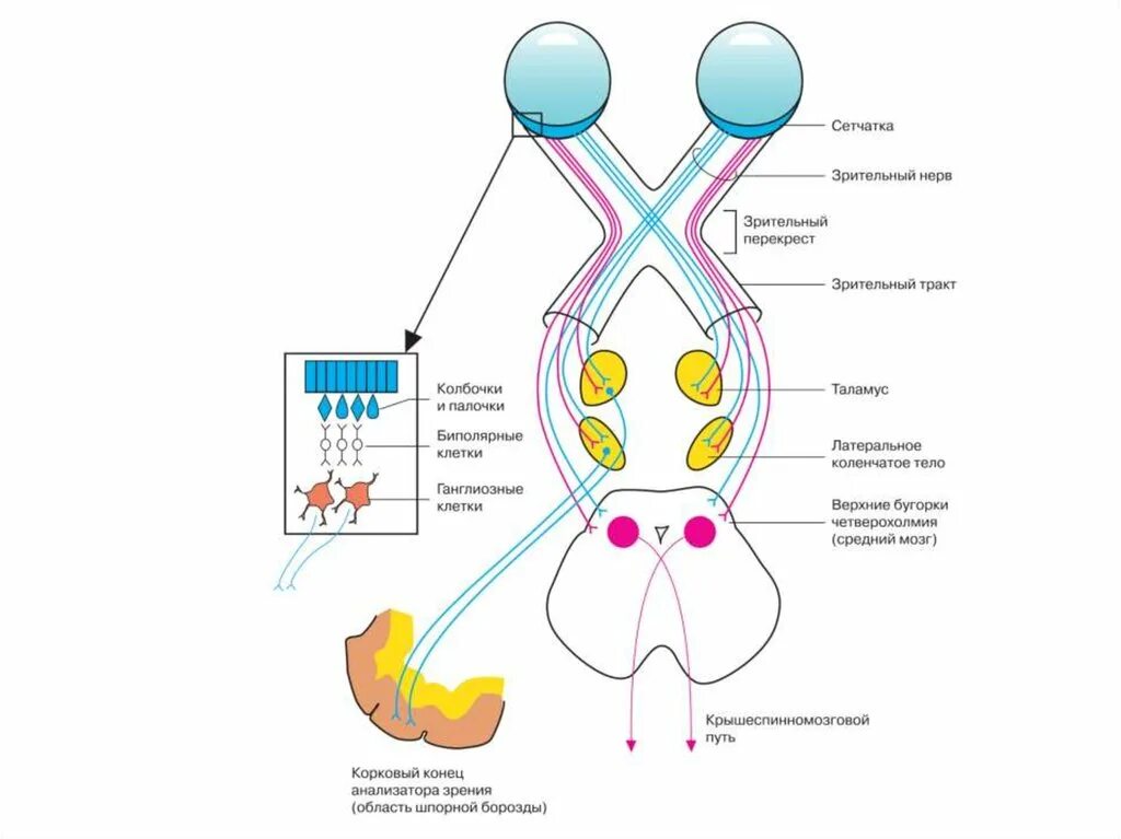 Зрительный нерв строение анатомия. Зрительный анализатор Перекрест. Зрительный нерв нерв схема. Зрительный нерв строение и функции. Место откуда выходит зрительный нерв