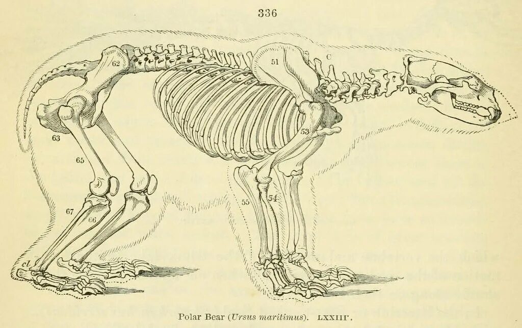 Особенности внутреннего строения медведя. Анатомия бурого медведя скелет. Скелет медведя строение. Скелет белого медведя. Скелет медведя анатомия.