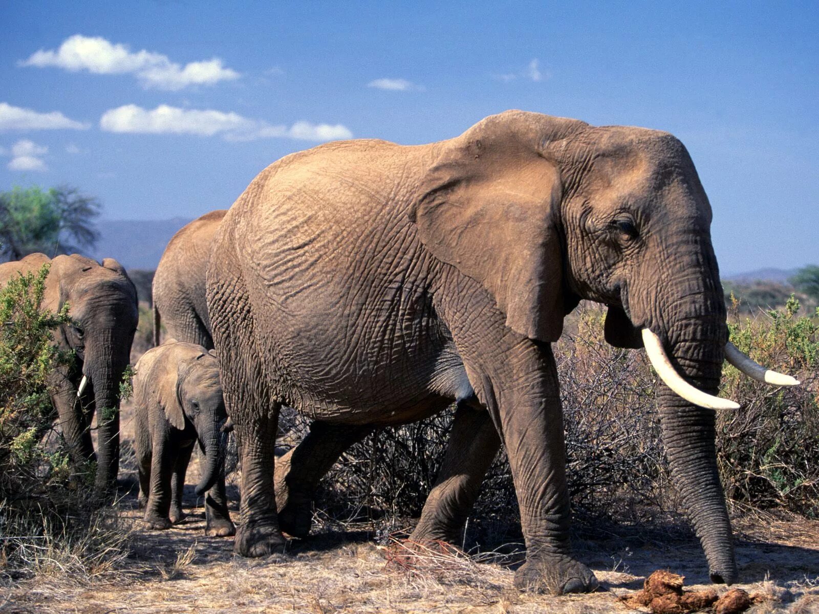 Про больших животных. Африканский саванный слон. африканские слоны (loxodonta). самый большой слон. мир животных.