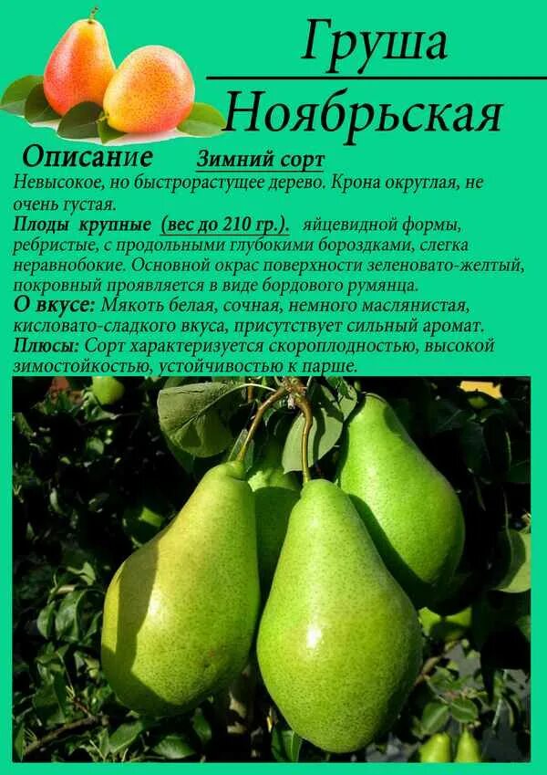 Груша Ноябрьская ✔ купить саженцы в питомнике, цены от 600 руб Груша Ноябрьская 