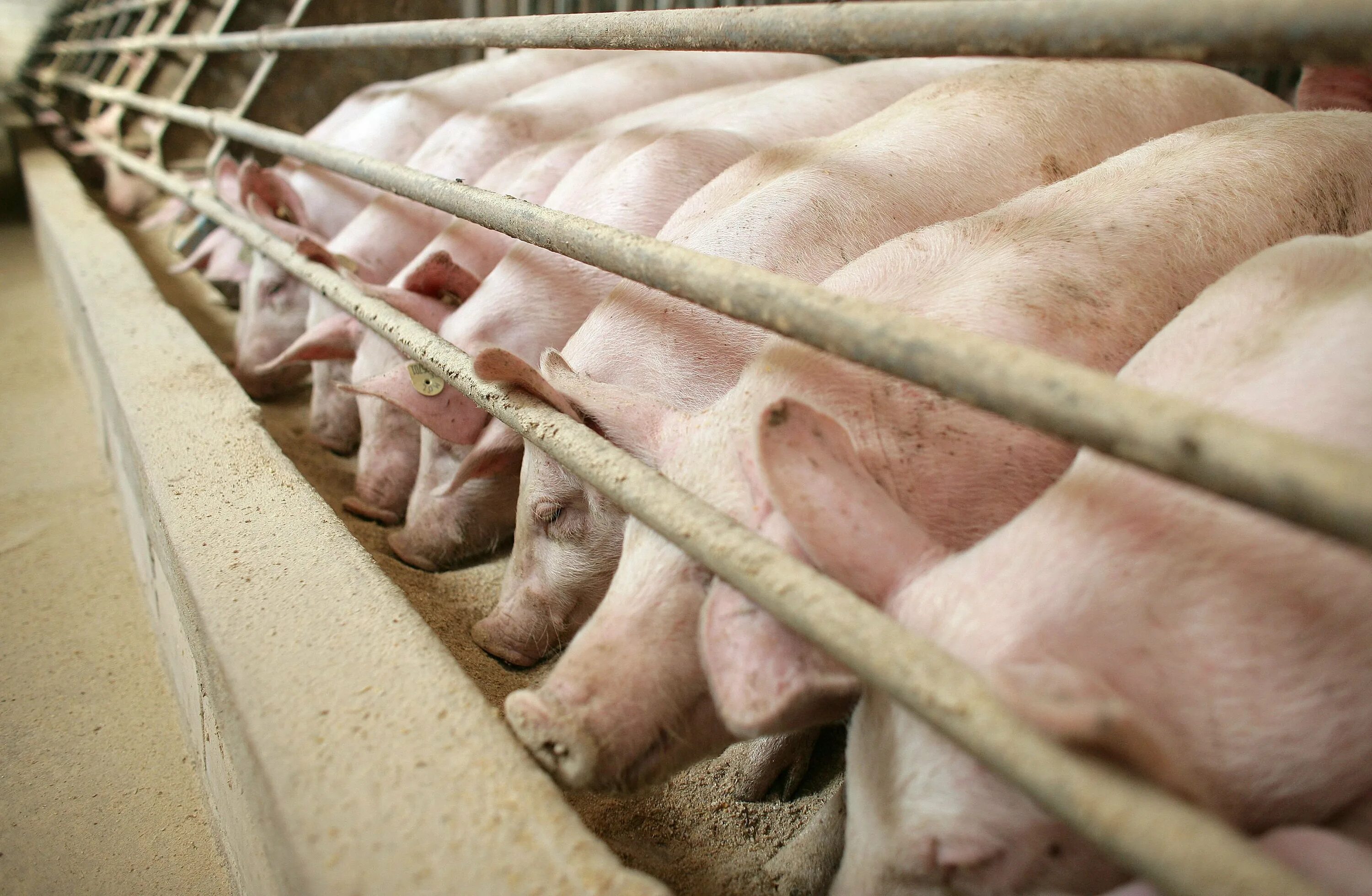 11 свиней. Чистогорский свинарник. Свиньи на свинокомплексе. Свиноферма ферма. Свинарники для хряков – производителей.