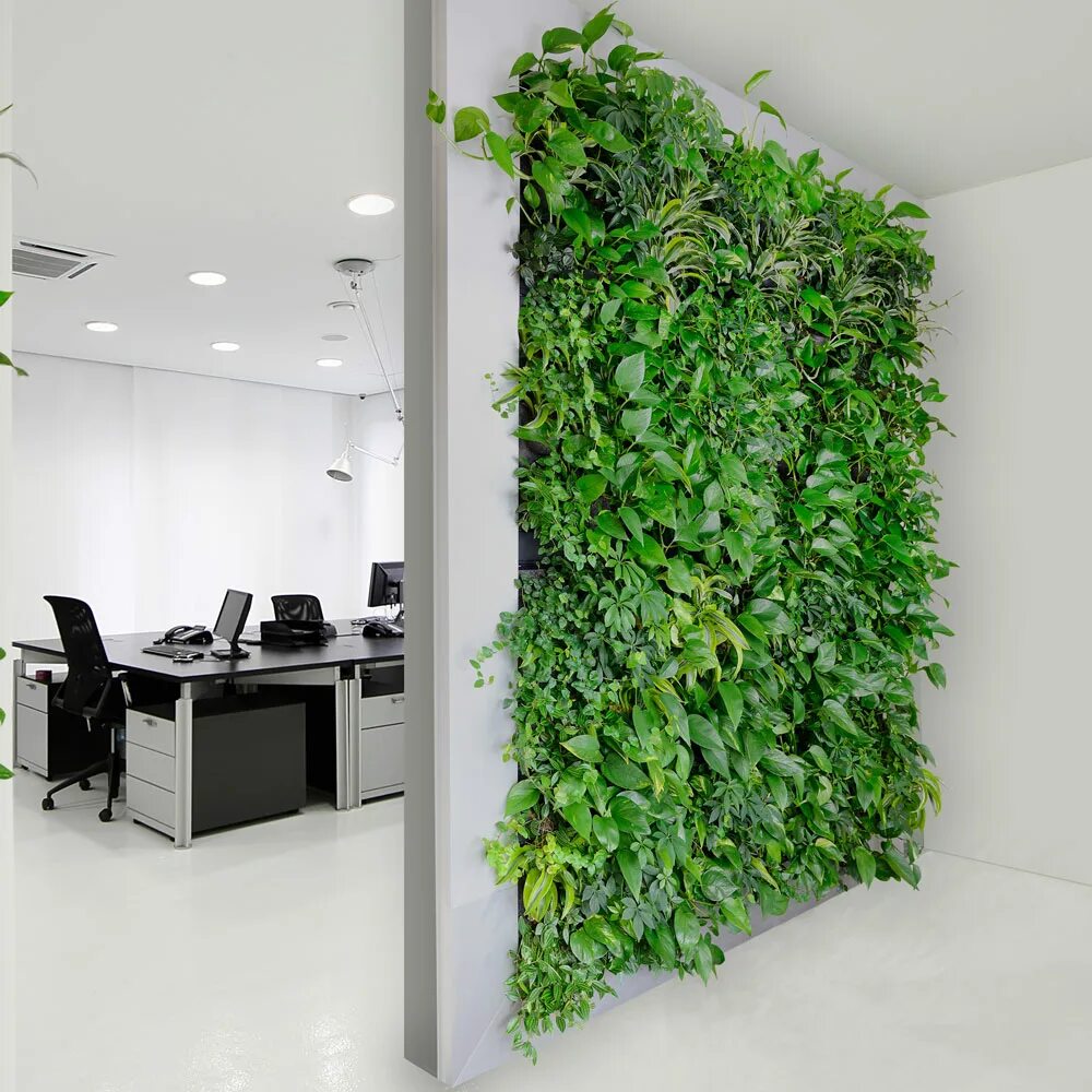 Фитостена плющ. Маранта фитостена. Искусственные растения москва. Искусственные растения москва. Искусственные растения москва.