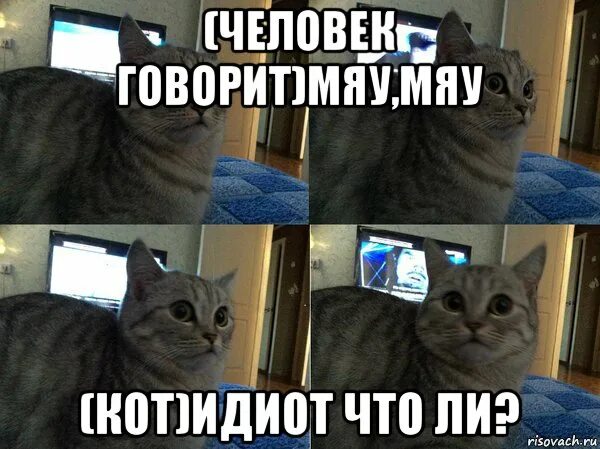 Котик скажи мяу. Мемы с котами. Мемы про котов. Кот Мем. Мемы с котами без надписей.
