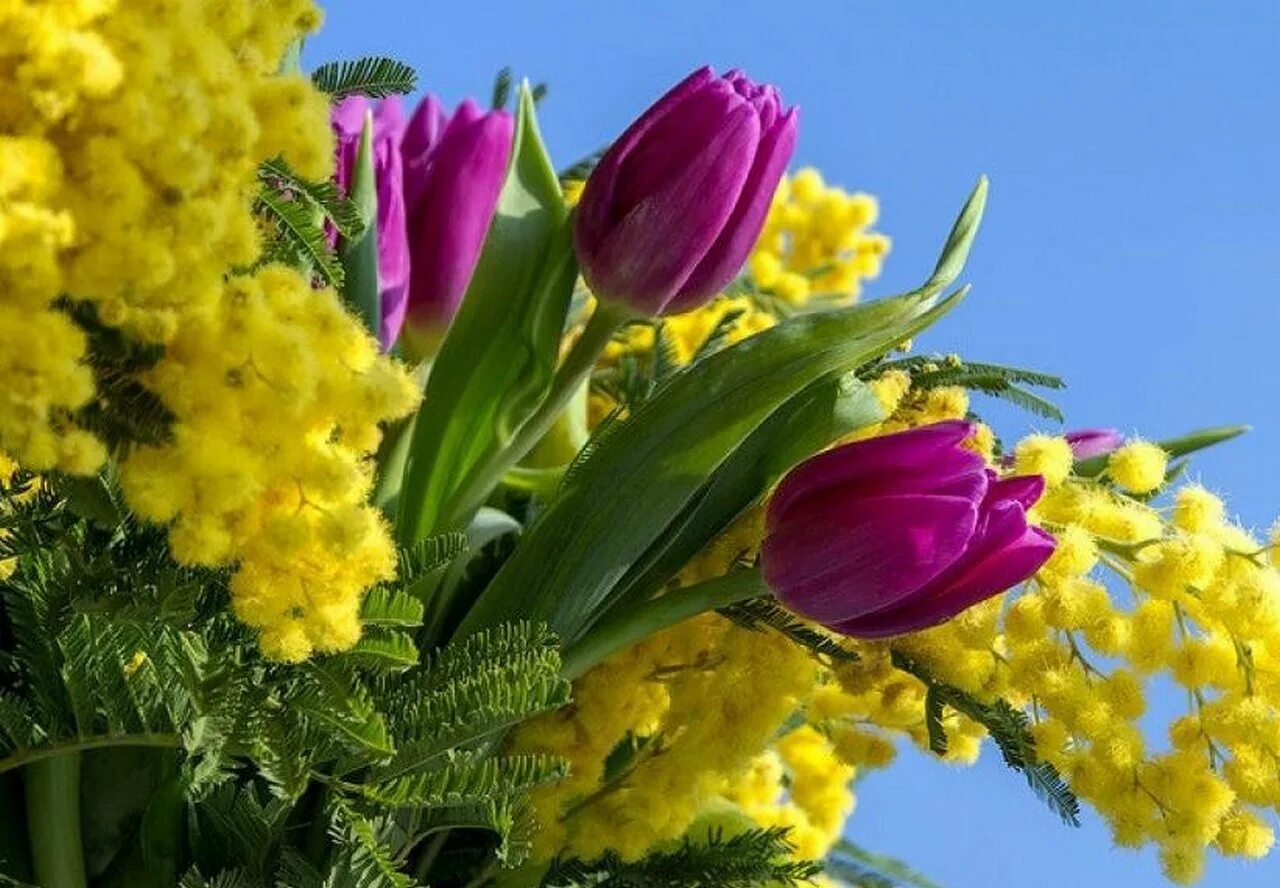 Открытка с праздником весны. Мимоза и тюльпаны. Тюльпаны нарциссы и мимозы. Сирень Мимоза тюльпаны.