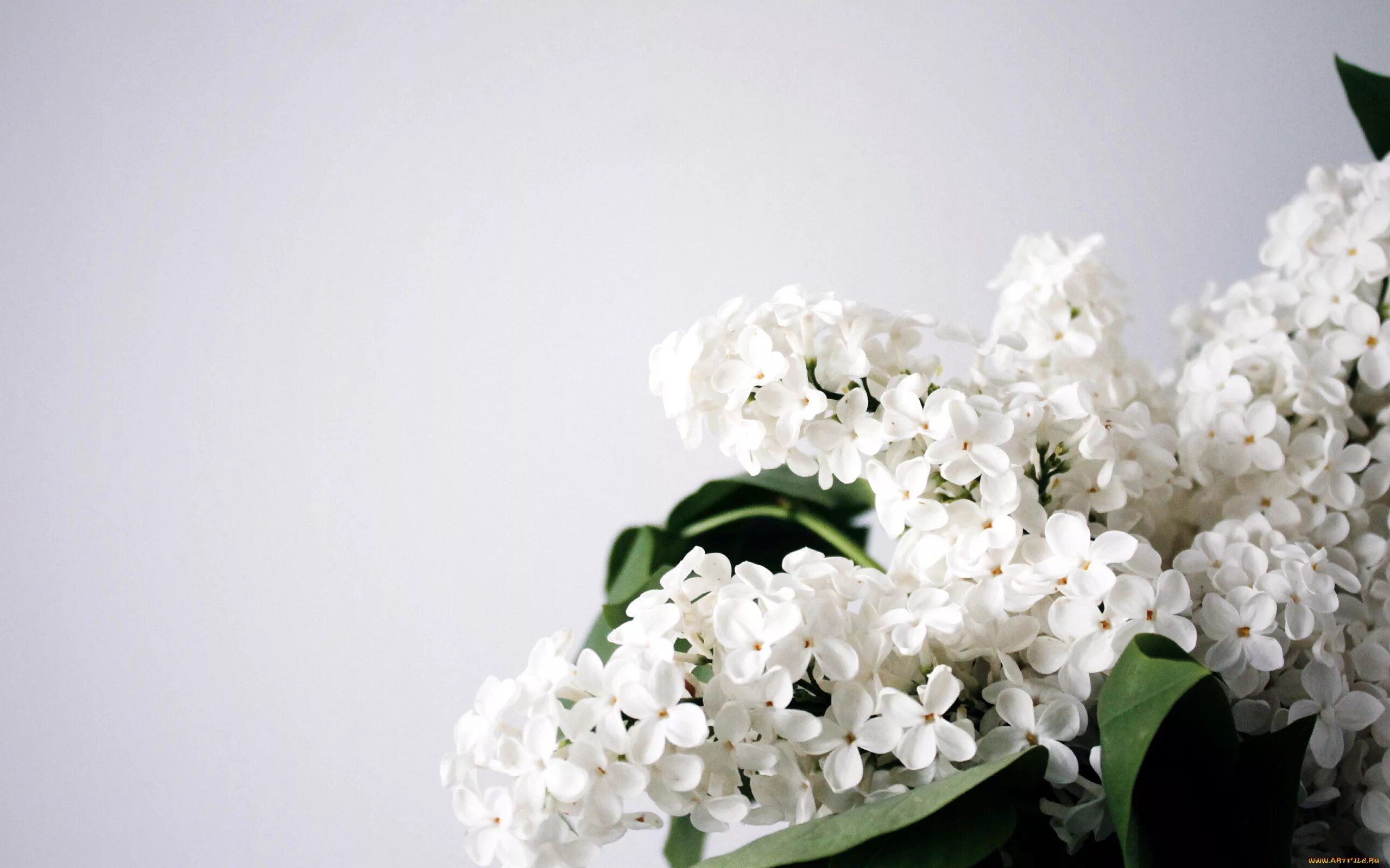 Белым цветом сирени. Белая сирень. Белая сирень цветы. Нежные весенние цветы.