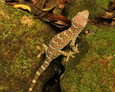 Gecko version