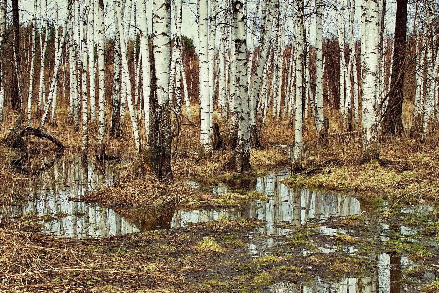 Как хорош и привлекателен весенний лес. Лес весной. Весенний лес картинки. Климентовская весенний лес.