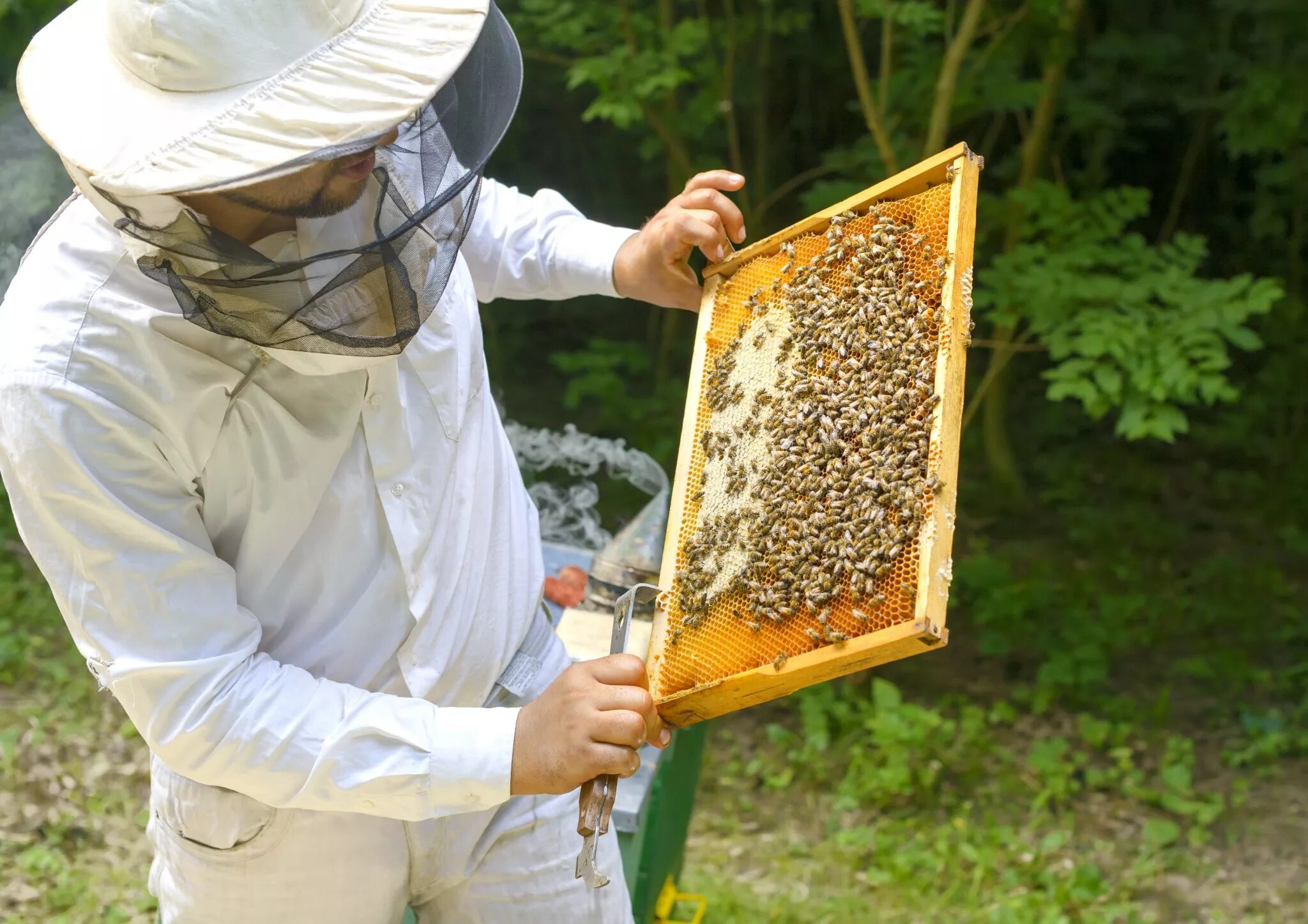 Пчелы пасека. Пчеловодство мед. Пчеловод картинка. Медовый улей. Мед пчелы пасека