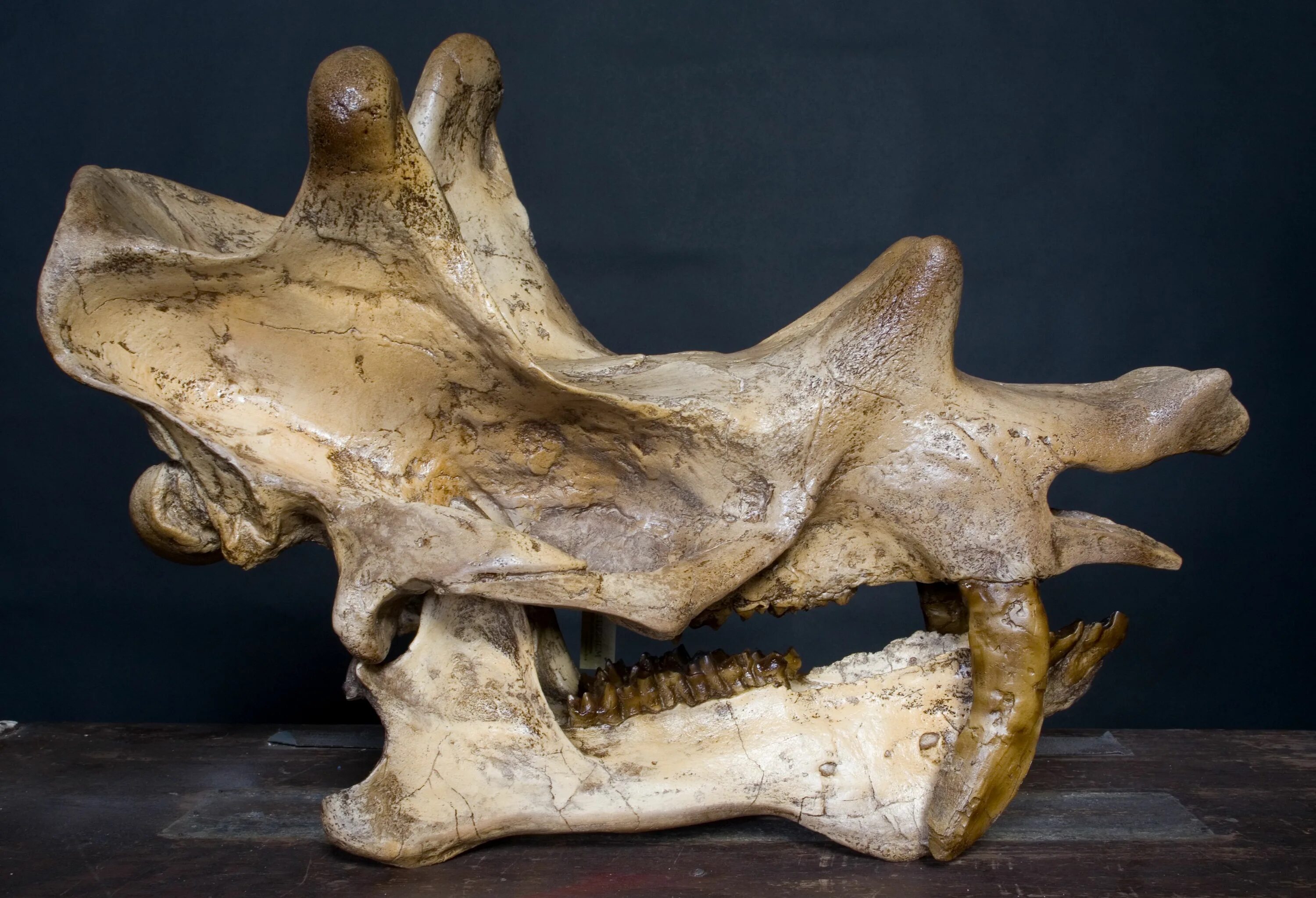 Окаменелости костей животных. Ископаемые кости животных. Гребни на костях животных изменчивы