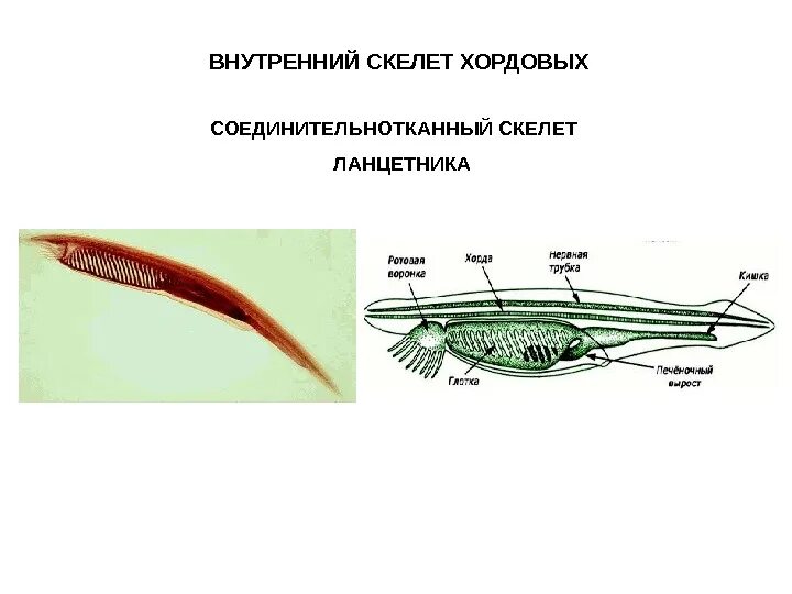 Нервная система ланцетника. Трубчатая нервная система ланцетника. Нервная система ланцетника 7 класс. Осевой скелет ланцетника представляет собой.