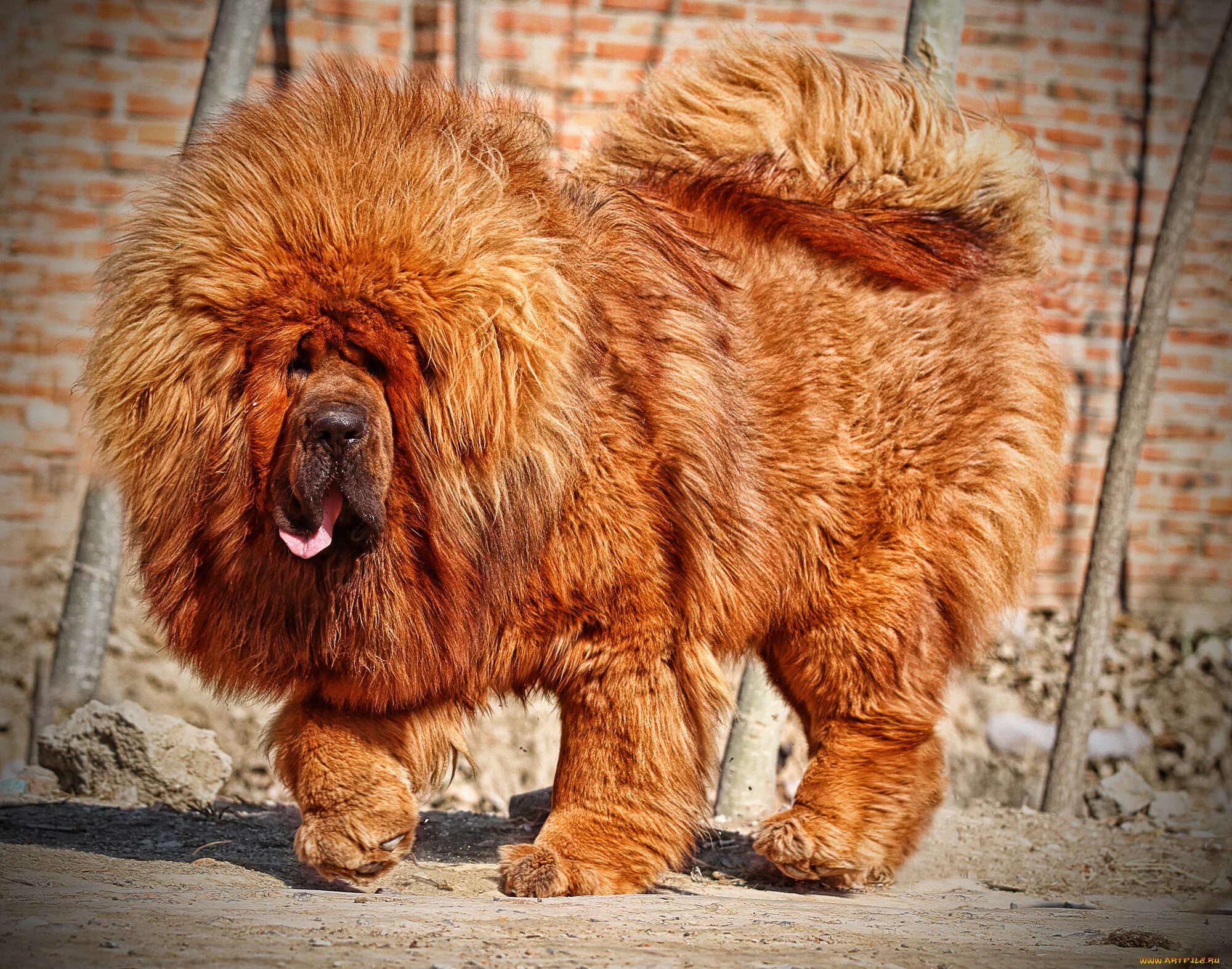 Большая собака тибетский. Тибетский мастиф. Собака тибетский мастиф. Тибетский мастиф Хонг Донг. Собаки породы тибетский мастиф.