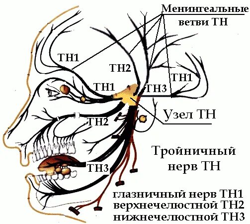 Тройничного нерва 9 букв. Ветви лицевого нерва схема. Тройничный нерв анатомия. Анатомия человека тройничный нерв. Ветви тройничного нерва анатомия.