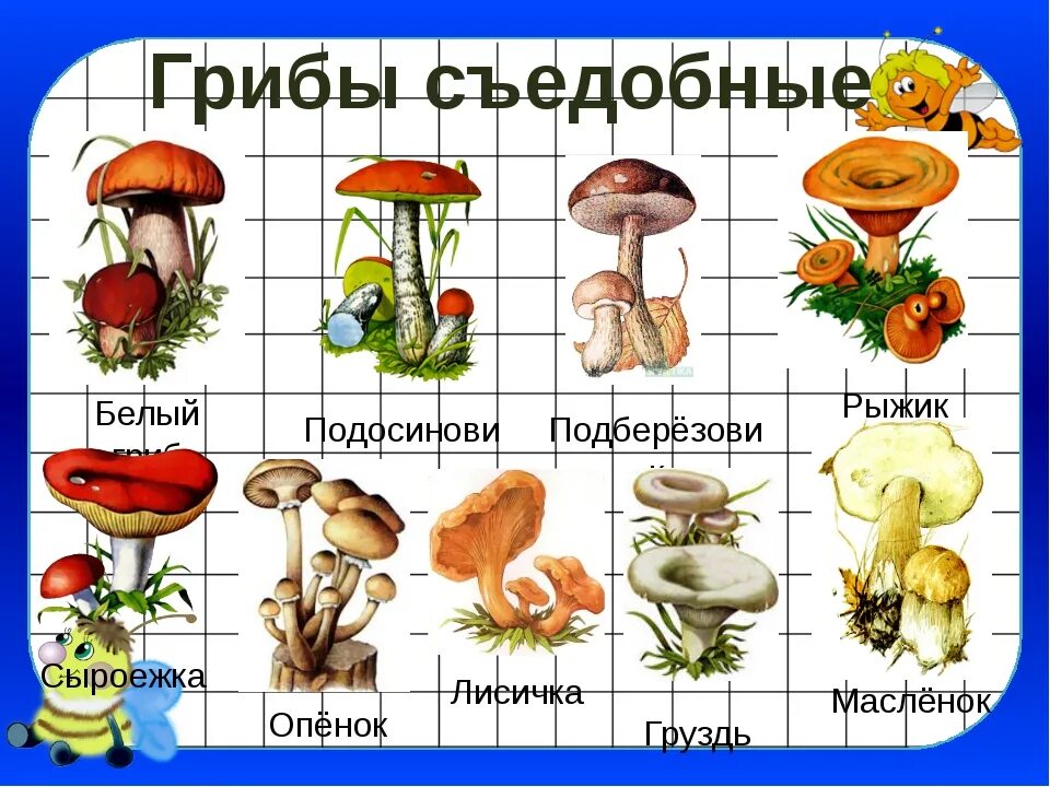 Назови 3 гриба. Рисунки грибов съедобных и несъедобных с названиями. Съедобные грибы. Грибы: съедобные и несъедобные. Грибы сдобые и не съедобные.