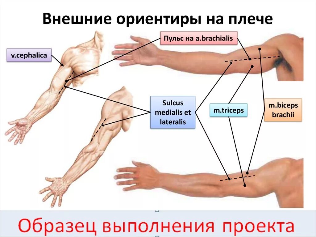 Надплечье. Предплечье. Плечо и предплечье. Рука предплечье. Строение руки плечо предплечье.