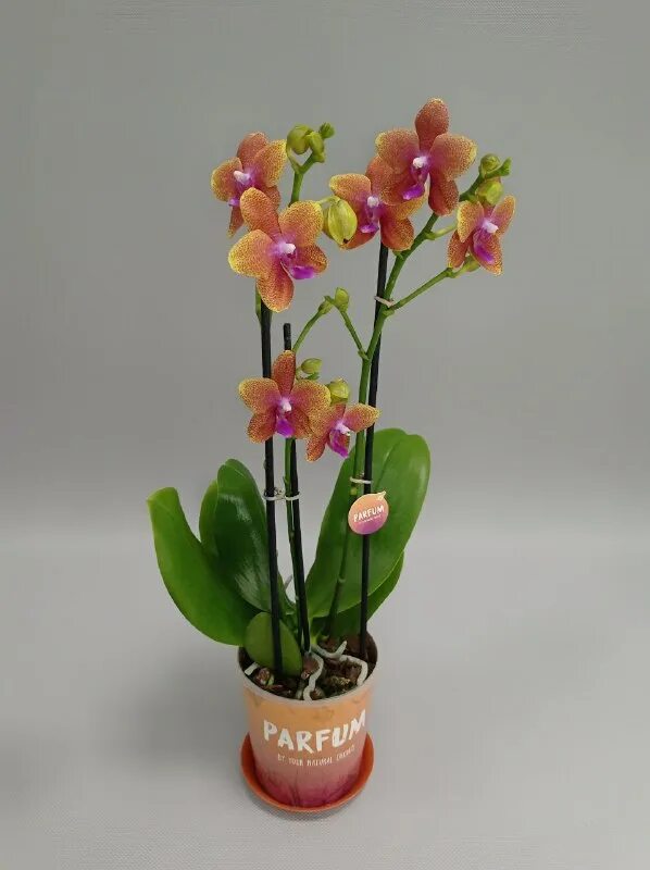 Орхидеи ашан москва. Купить фаленопсис сладкая девочка. Орхидея фаленопсис мария тереза. Фаленопсис merlin. Орхидея фаленопсис ашан.