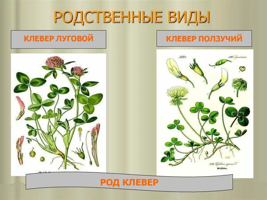 Черты различия клевера ползучего и клевера. Клевер ползучий стебель. Растения двух видов. Род Лугового клевера и ползучего клевера.