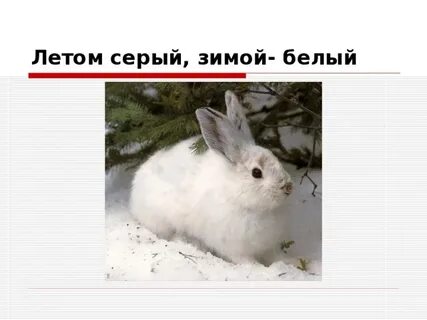 Белый летом серый