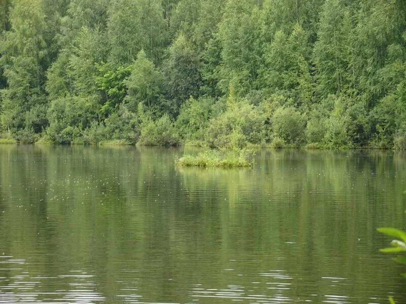 Озеро шайтан кировской. Озеро шайтан Кировской области. Озеро шайтан Кировской области плавающие острова. Озеро шайтан Уржумский район. Бушковский лес Кировской области.