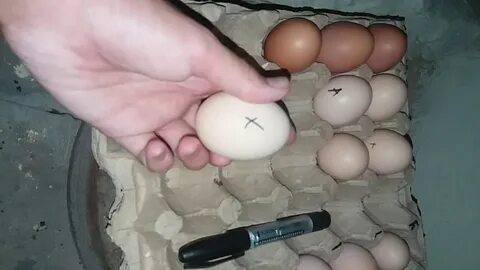 Үлкен жопалар порно