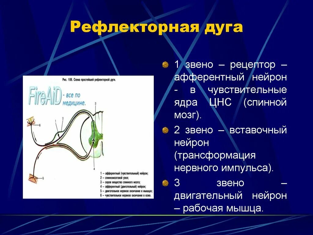 3 Звена рефлекторной дуги. Рефлекторная дуга с 3 нейронами. Рефлекс звенья рефлекторной дуги. Функции нейронов рефлекторной дуги.