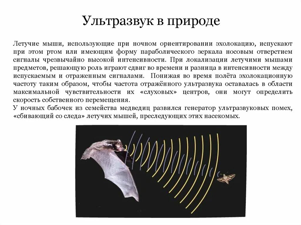 Ультразвук в природе эхолокация. Ультразвук и инфразвук это эхолокация. Ультразвук и инфразвук физика. Ультразвуковая эхолокация в природе и технике. Ультразвук и инфразвук в природе техники