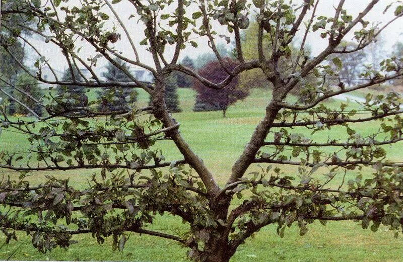 Пальметта яблоня. Яблони с кроной Пальметте. Груша Пальметта. Пальметта деревья плодовые.