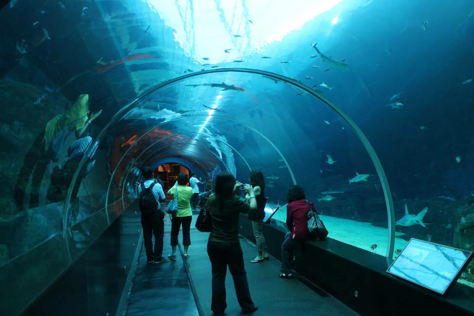 Лондонский аквариум Sea Life. Морская жизнь (Marine Life Park)в Сингапуре. London Aquarium — Лондонский аквариум. Аквариум Sea Life Ганновер.