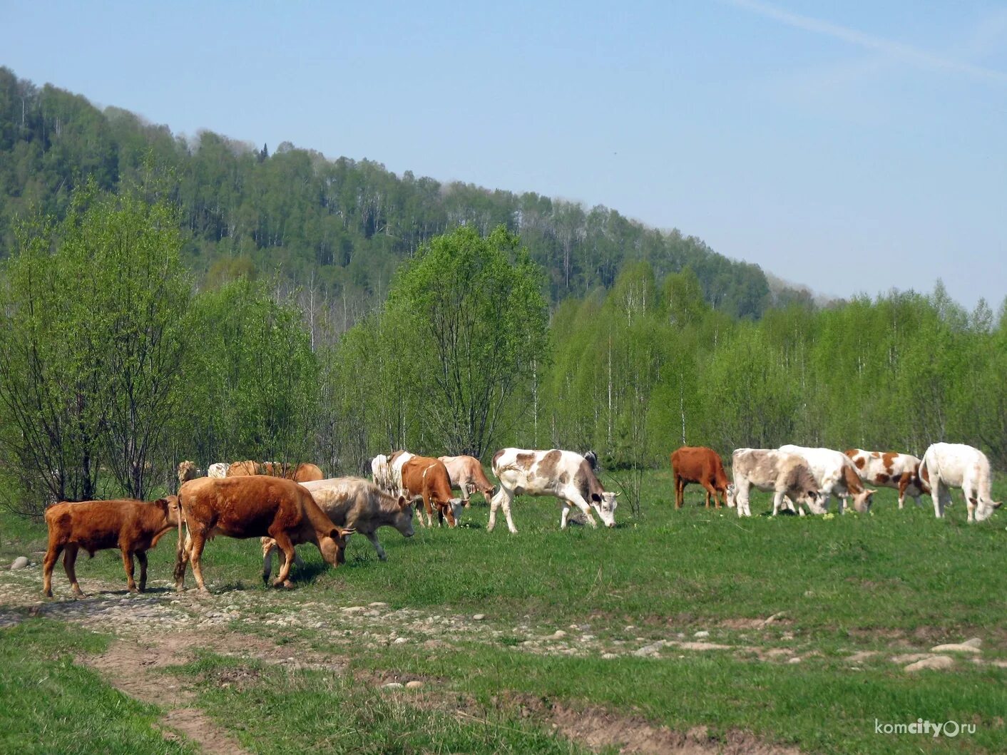 Сколько пасутся коровы