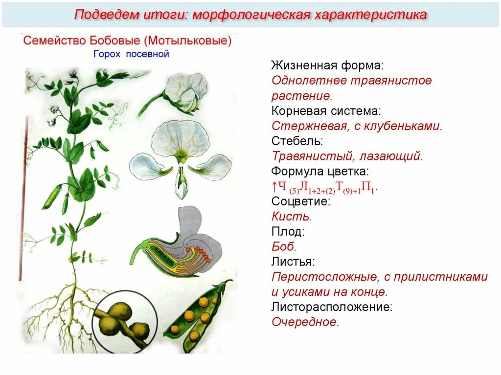 Характеристика семейств класса двудольные биология. Семейства двудольных 6 класс биология. Характеристика семейств двудольных таблица. Растения семейства крестоцветных.