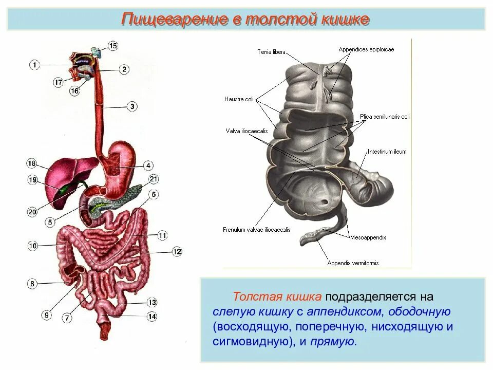Строение кишечника человека схема