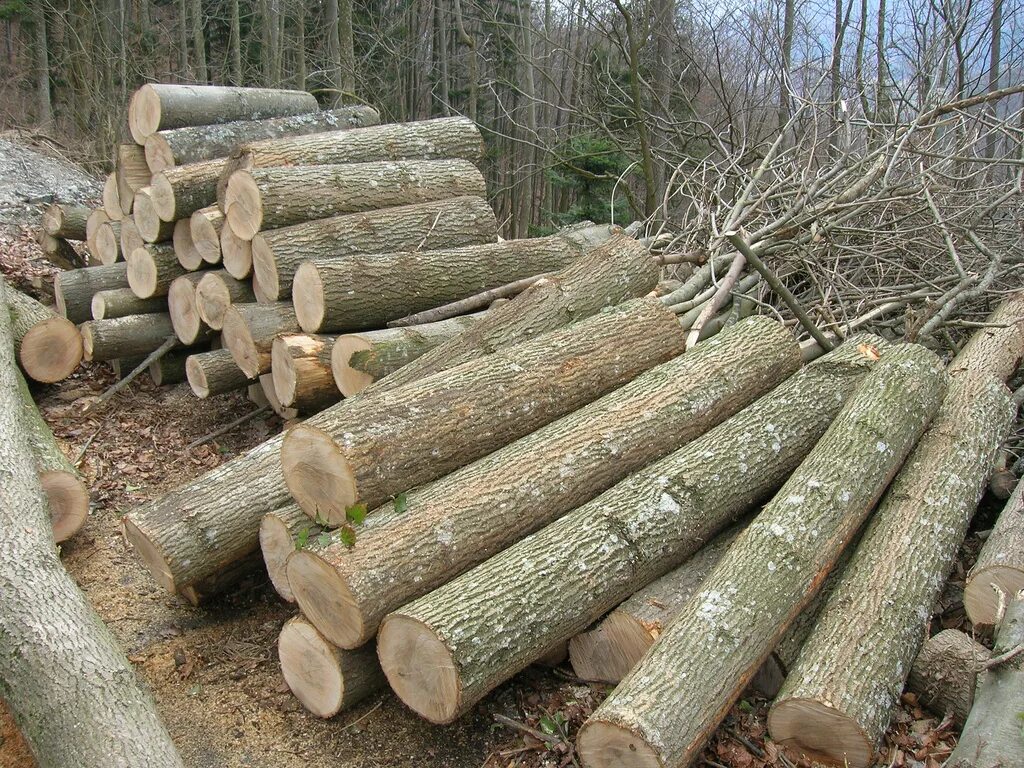 T me buy logs. Бревно. Ясень бревна. Дерево бревно. Кряж бревна.
