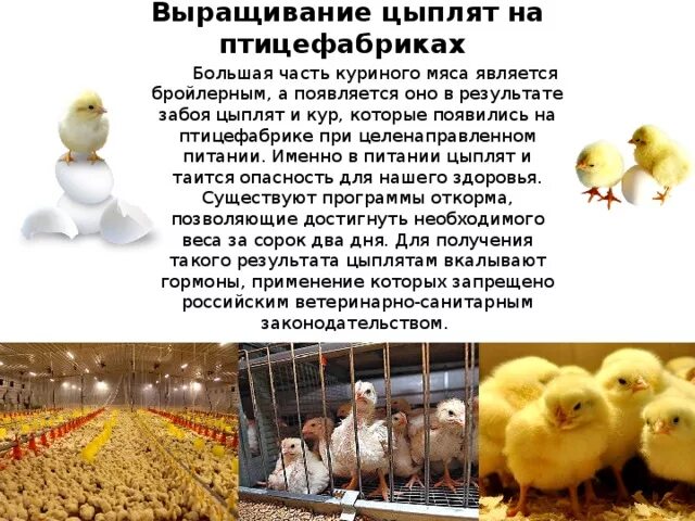 Задача птицефабрика