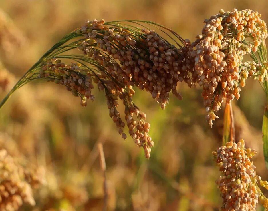 Просо группа растений. Просо сорнополевое. Дикое просо. Panicum sumatrense. Просо сорное семена.