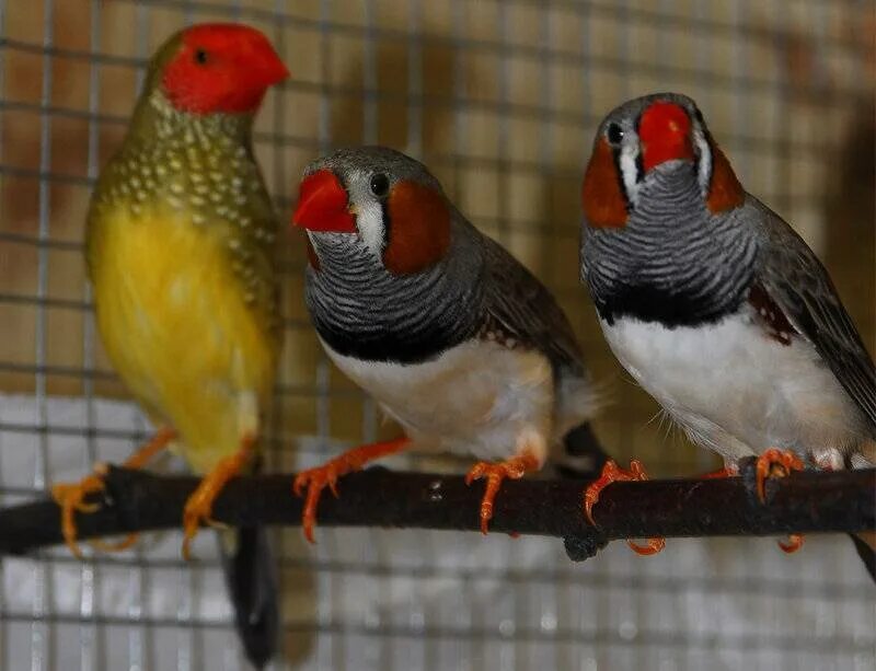 Жемчужные амадины. Авито амадины. Китайский воробей амадин. Японская канарейка амадина. Амадины серые.