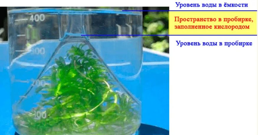 Выделяет ли вода кислород. Элодея эксперимент фотосинтез. Элодея канадская опыты. Опыт с элодеей. Опыт с элодеей выделение кислорода.