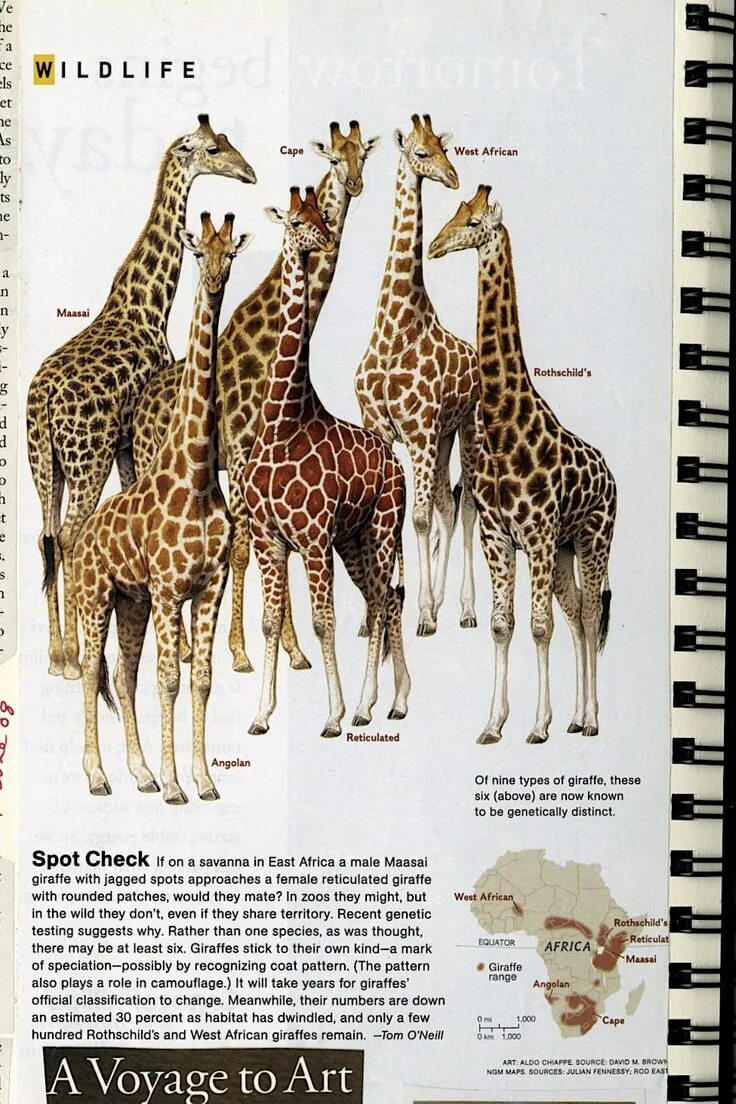 Какой тип развития характерен для сетчатого жирафа. Жираф виды. Сетчатый Жираф Ротшильда. Разные виды Жирафов. Жирафы виды с названиями.