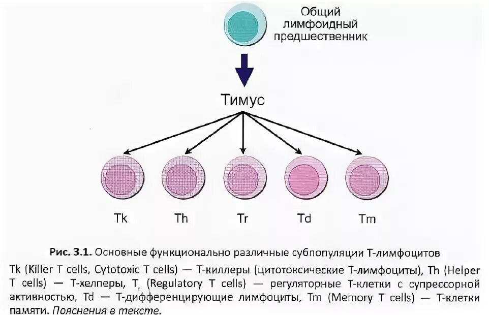 Схема дифференцировки т и в лимфоцитов. Схема развития т лимфоцитов в тимусе. Т-лимфоциты их дифференцировка. Дифференцировка т лимфоцитов. Регуляторные т лимфоциты